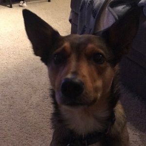 Meet your Posher, Steve